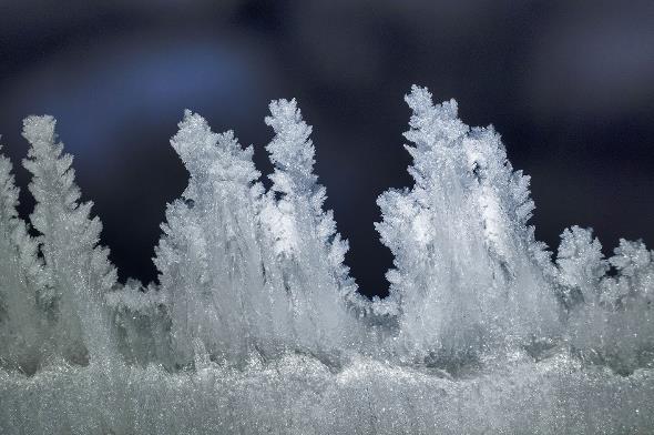 Das Sparenmoos ist das schneeblumenreichste Hochplateau der Alpen. Dank einer einfachen Zählmethode durch das Botanische Institut der Universität Bern gibt es neu Fördergelder für Schneeblumen-Artenreichtum.