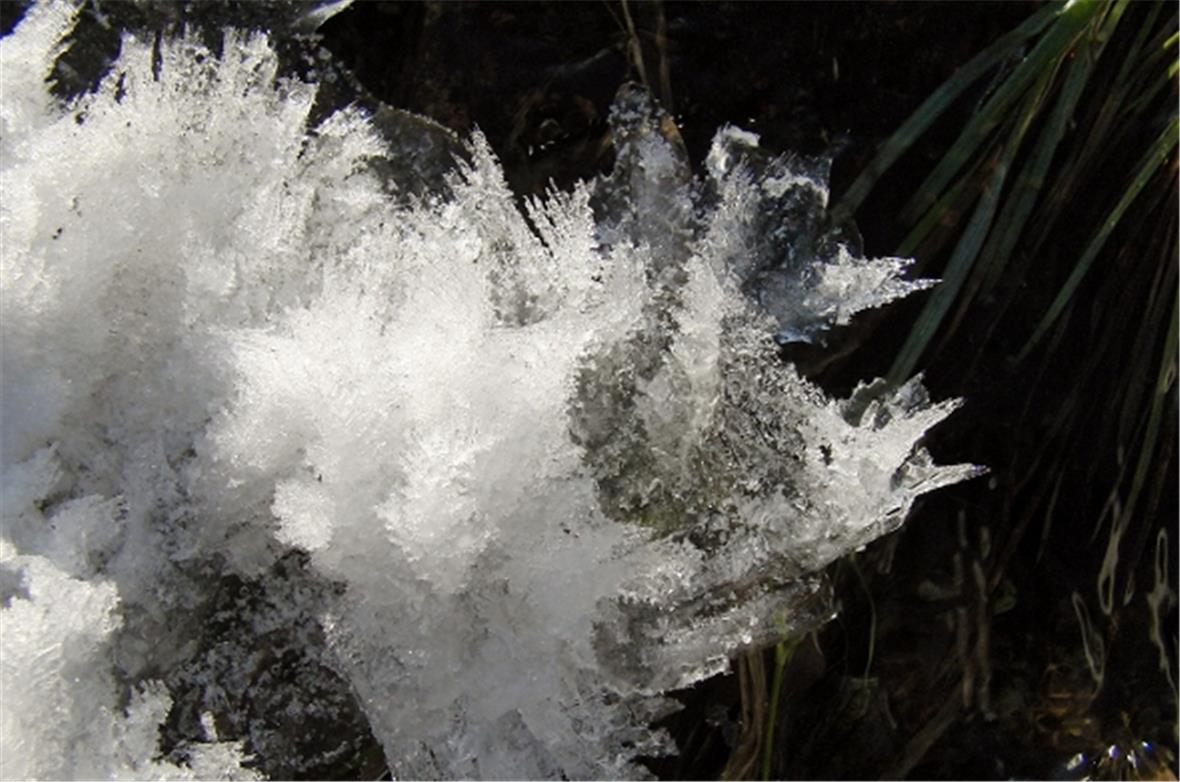 Das Sparenmoos ist das schneeblumereichste Hochplateau der Alpen. Dank einer einfachen Zählmethode durch das Botanische Institut der Universität Bern gibt es neu Fördergelder für Schneeblumen-Artenreichtum.