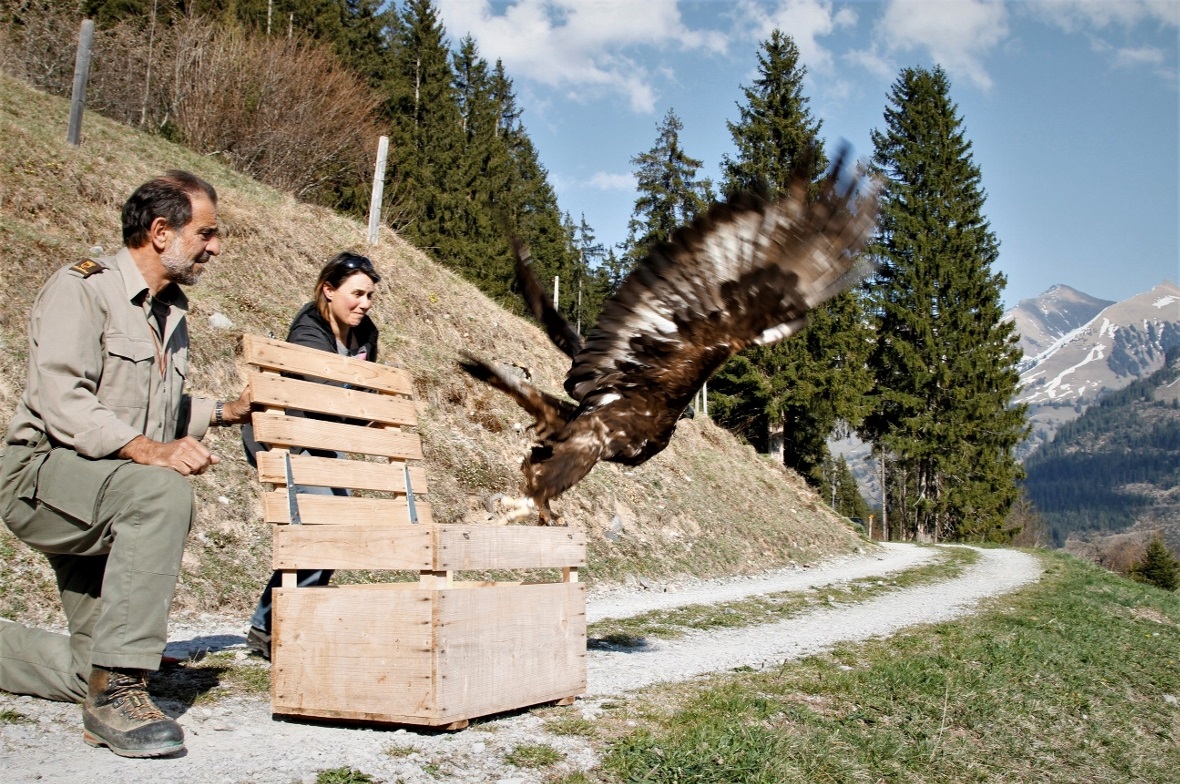 Das Steinadlerweibchen konnte nach kurzer Zeit der Rekonvaleszenz in der Wildstation in Utzenstorf wieder in sein Revier im Naturpark Diemtigtal zurückgebracht werden.