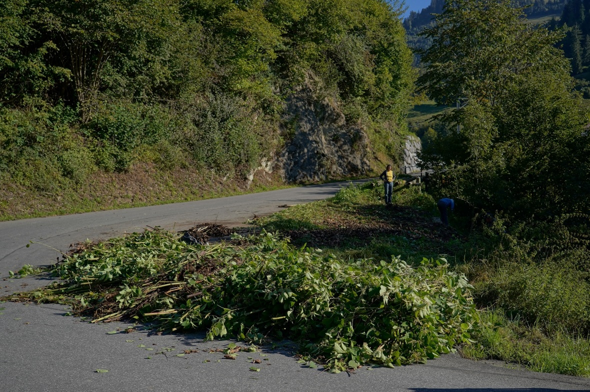 Das Werk ist vollbracht: Die Fläche am Ruersgraben ist vom wuchernden Japanische...