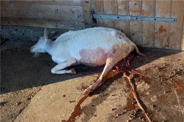 Das am Hinterteil zerfetzte Tier hatte es mit letzter Kraft bis vor die Stalltür geschafft, wo es dann vom Wildhüter erlöst wurde.