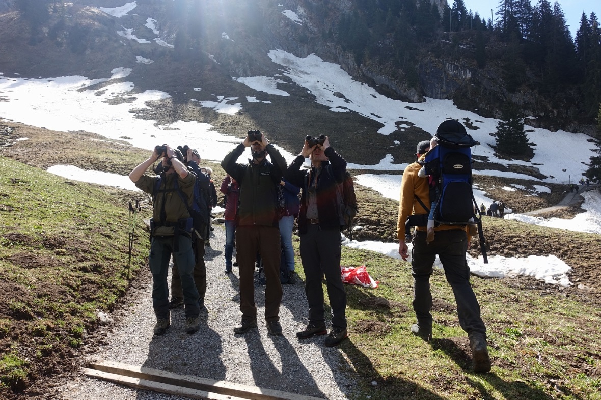 Das ausgewilderte Steinwild unterhalb des Stockhorns im Visier.