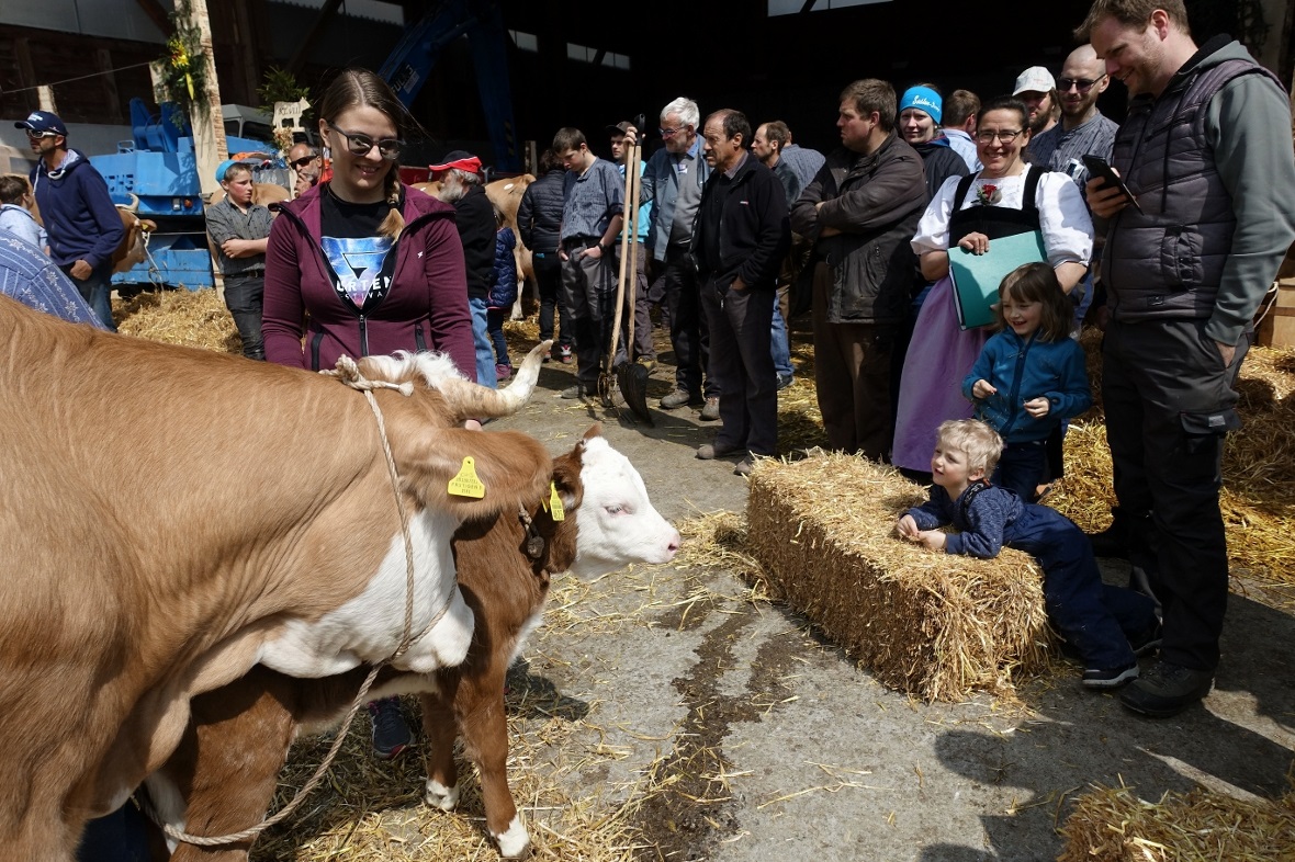 Das elftägige Simmentaler Kalb «Pfaffechütti» bereitete mit seiner munteren Art ...