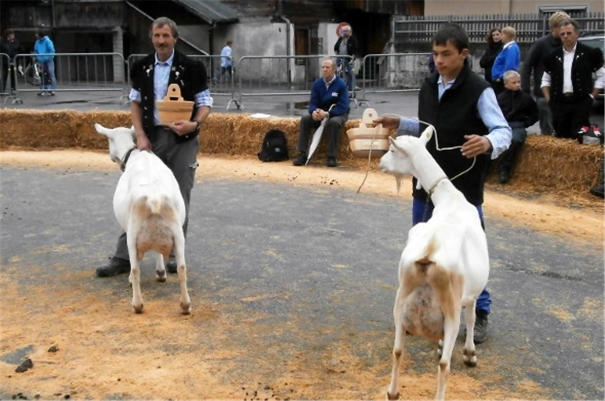 Das ist eine rüstige alte Ziegendame, die schon über 7000 l Milch gegeben hat! P...