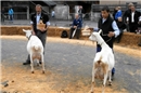 Das ist eine rüstige alte Ziegendame, die schon über 7000 l Milch gegeben hat! P...