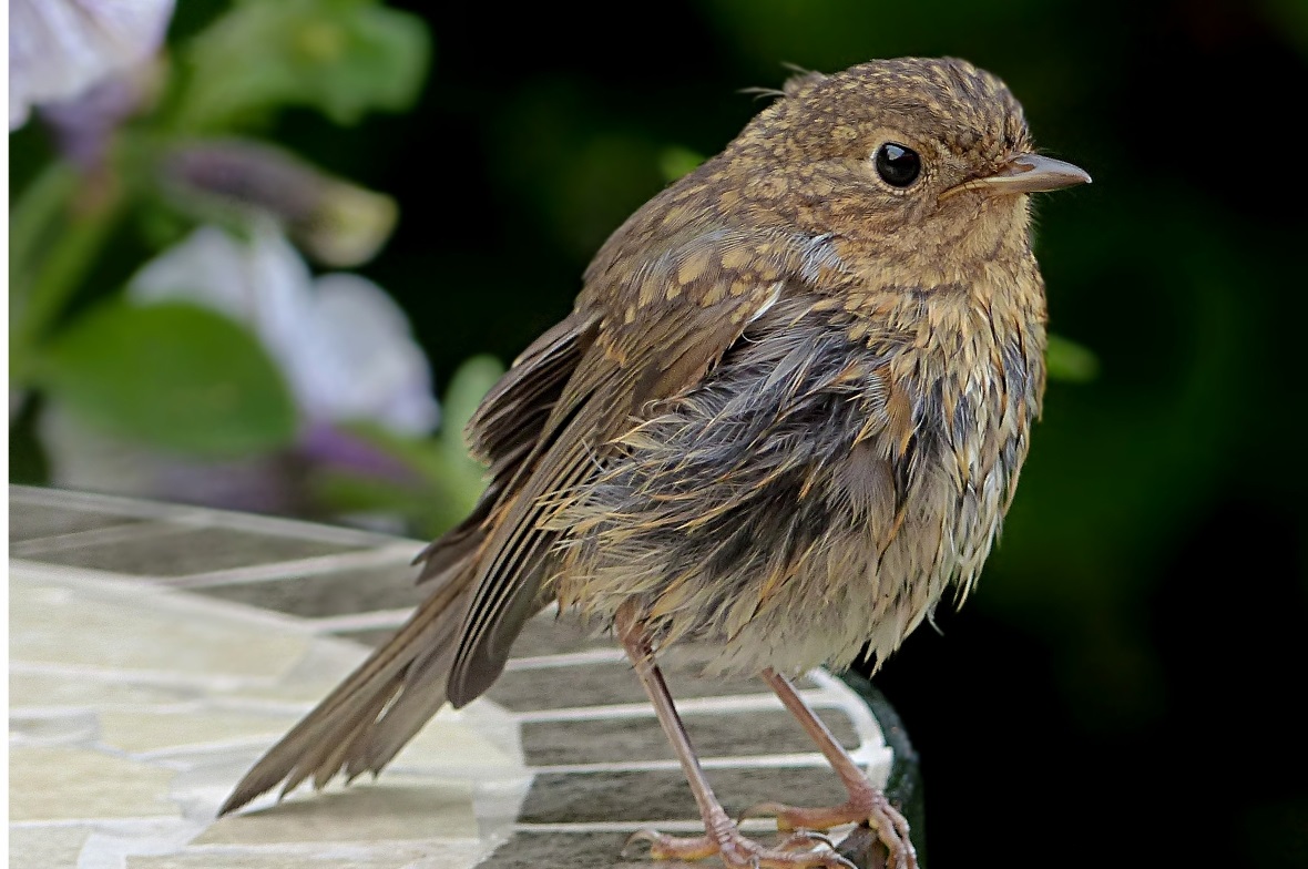 Das junge Rotkehlchen hat noch keine rote Kehle und ist mit seinem braunen Gefie...