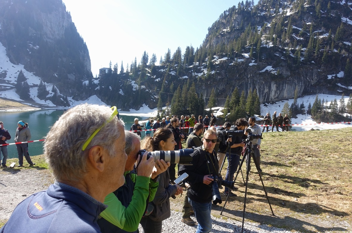 Das mediale Interesse an der Ansiedlung des Steinwilds am Stockhorn war beeindru...