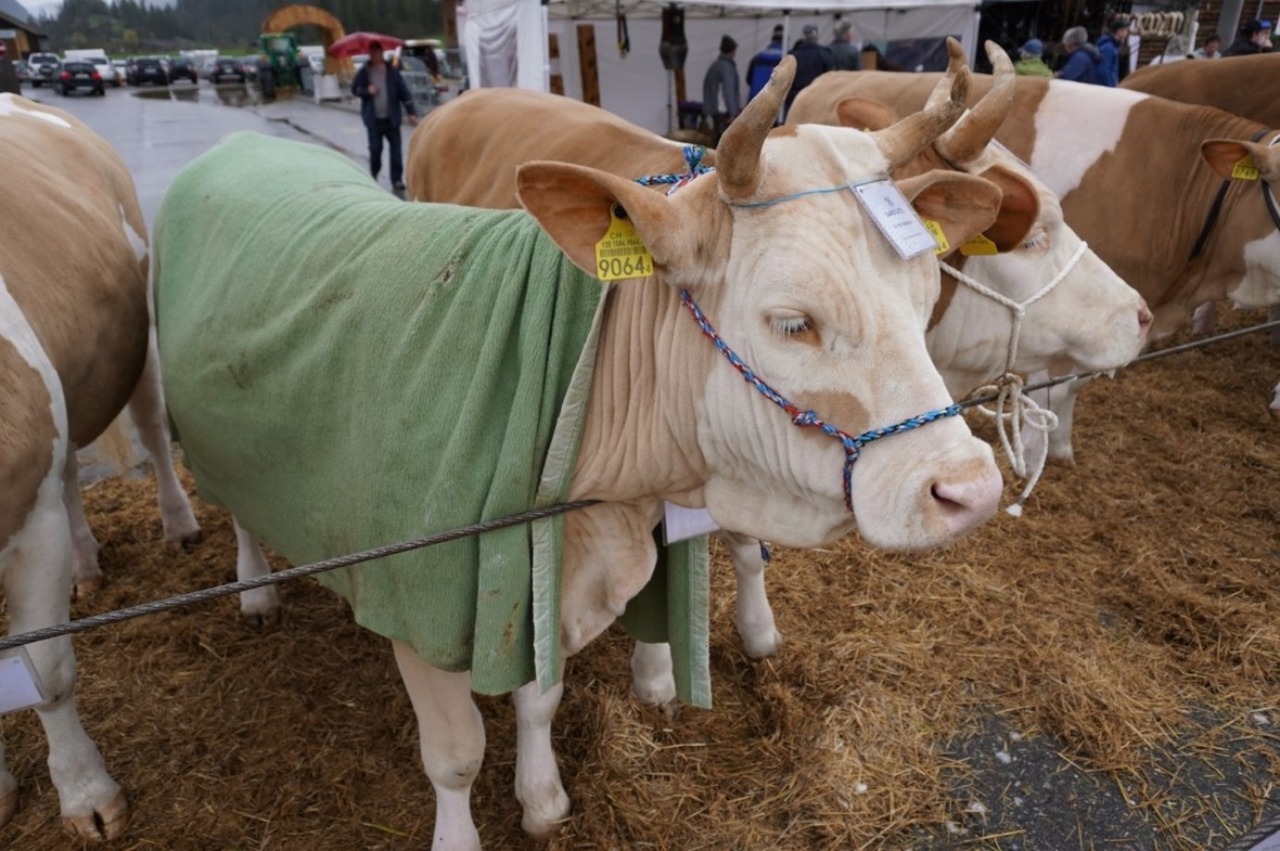 Das muss Tierliebe sein!