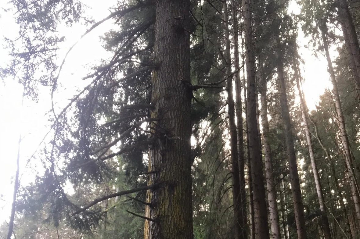 «Das war mein Highlight von heute: Diese grossen Bäume zu sehen, die schon so vi...