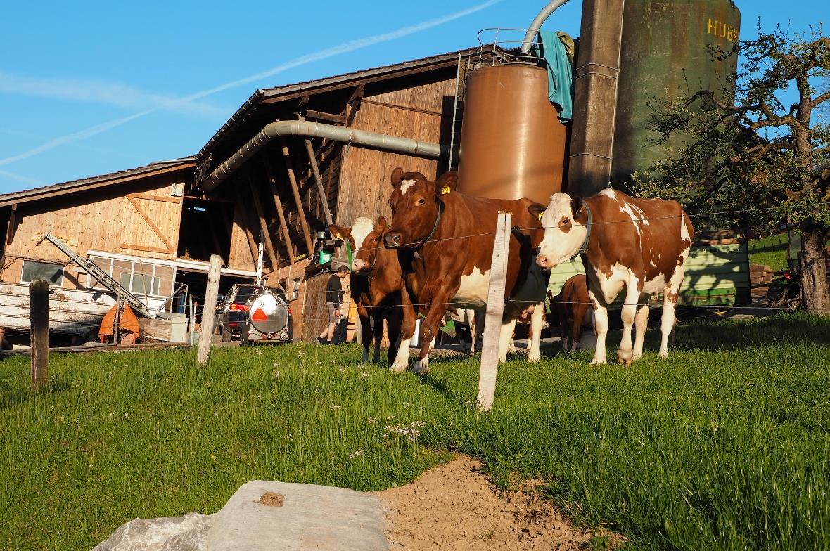 Den Kühen ist der Rummel um die neue Bahn egal. Sie geniessen die warmen Sonnens...