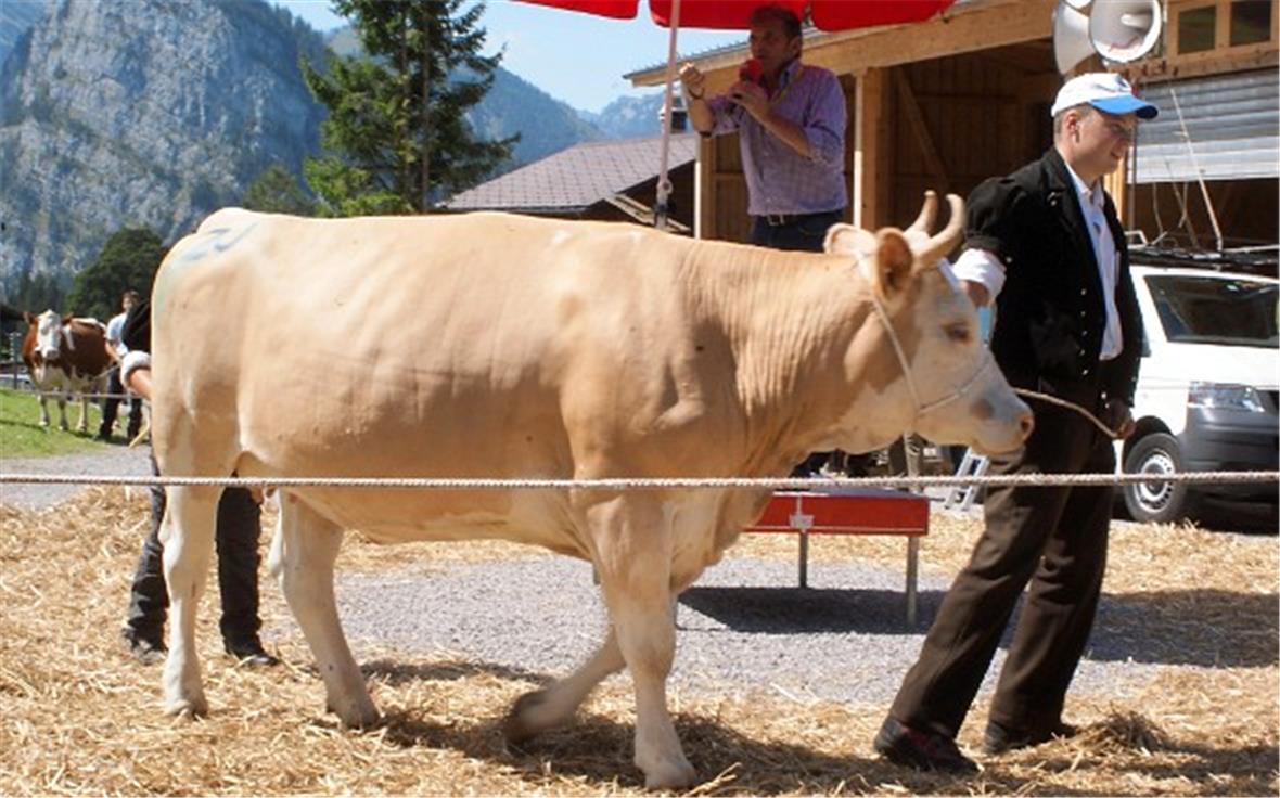 Den Maximalpreis erzielte das vielversprechende, reinrassige Simmentaler Rind Pergola von Hansueli und Peter Neukomm.