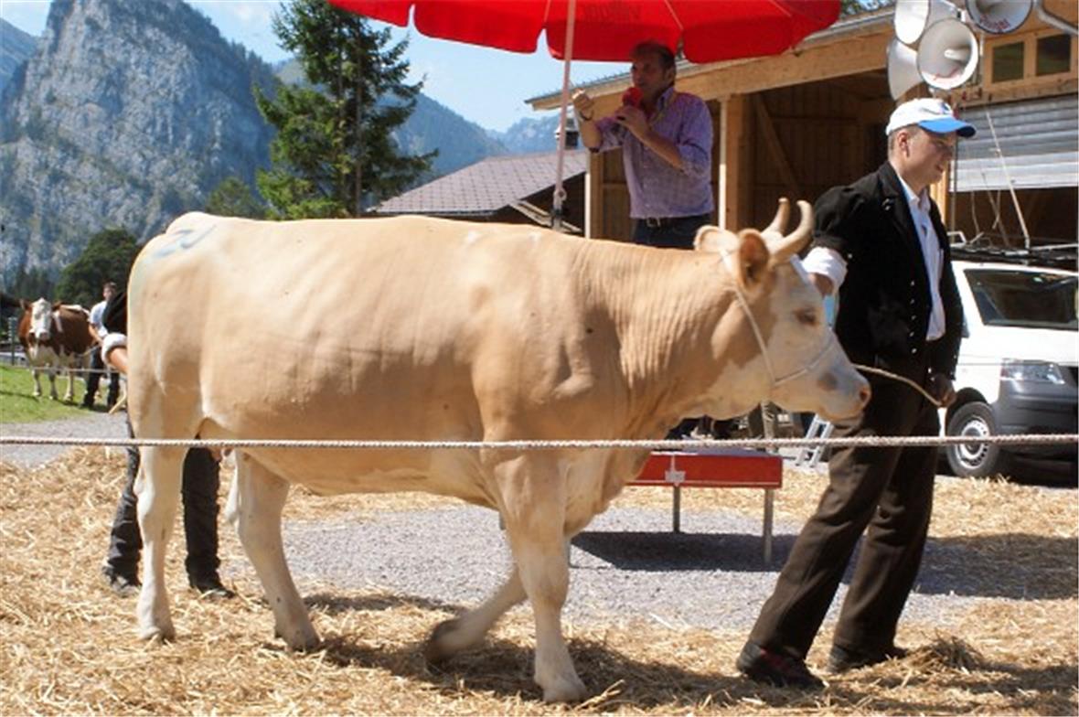 Den Maximalpreis erzielte das vielversprechende, reinrassige Simmentaler Rind Pe...