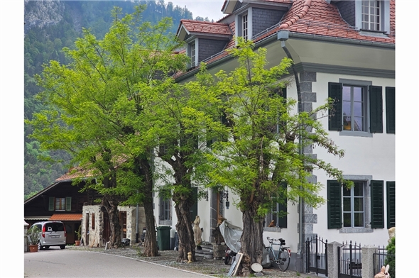 Der Besitzer des im klassizistischen Stil erbauten «Wellerauerhauses» in Wimmis, Chrigu Messerli, erhielt 2025 einen kantonalen Denkmalschutzpreis für seine äusserst gelungene Renovation des Ortsjuwels im alten Ortskern.