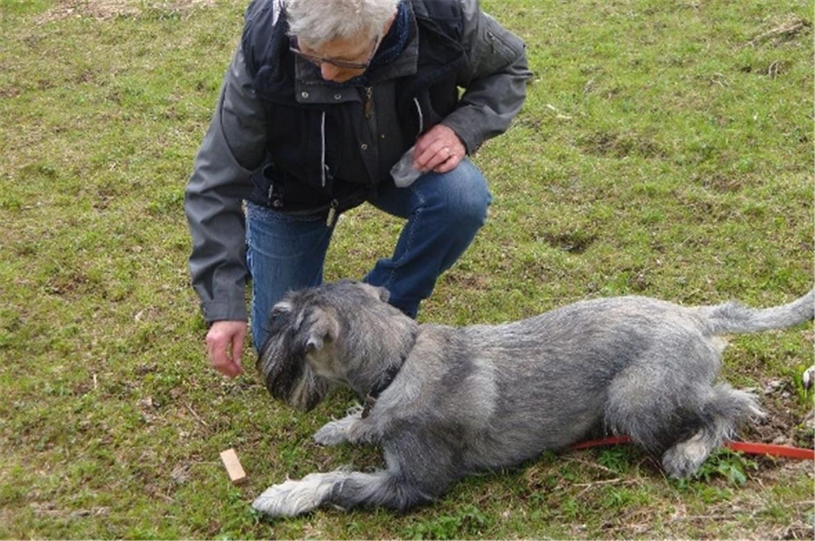 Der Fährtenhund hat einen Gegenstand gefunden.