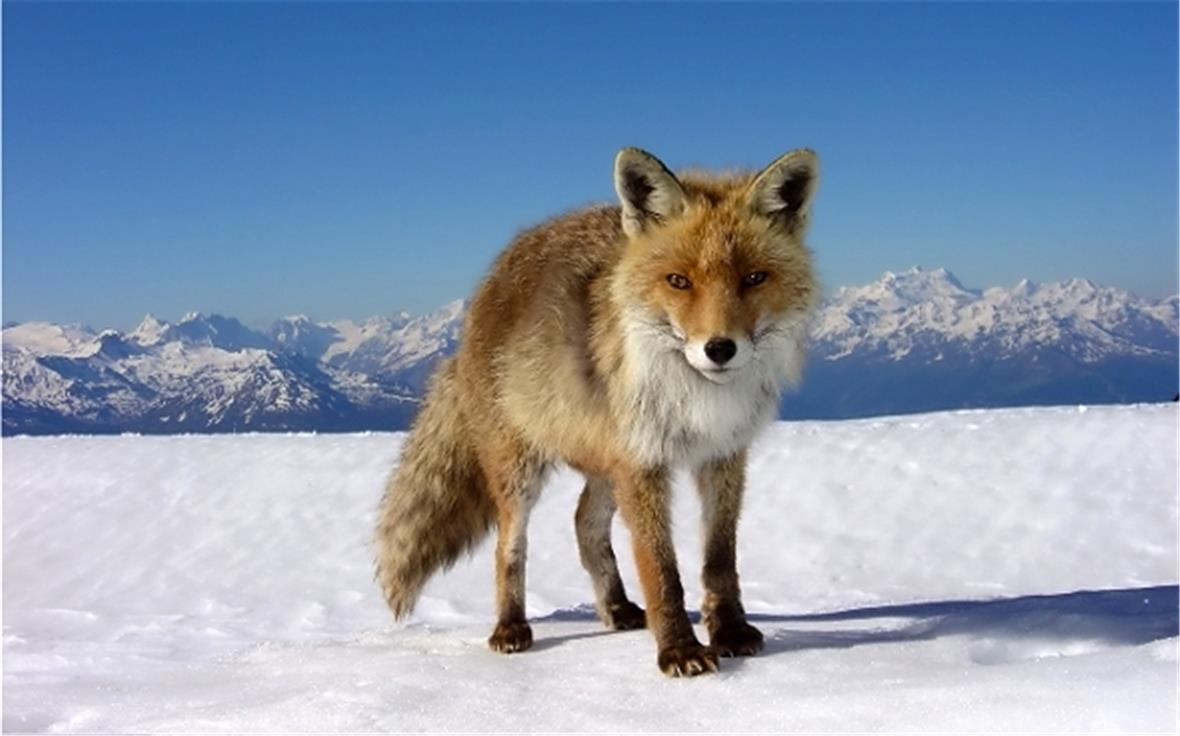 Das Schönste von vielen schönen Bildern Der Fuchs auf dem Weisshorn ist halb zahm. Ernst Aeschlimann, Lenk