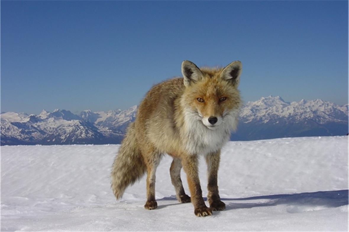 Der Fuchs auf dem Weisshorn ist halb zahm. Foto: Ernst Aeschlimann, Lenk