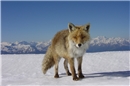 Der Fuchs auf dem Weisshorn ist halb zahm. Foto: Ernst Aeschlimann, Lenk