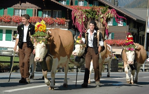 Der Goldene Oktober hat im Obersimmental die Blumen noch einmal so richtig in Topform gestrahlt. Nun haben sich Winter Vorboten gemeldet: Der erste klirrende Frost verdrängt die Blumen. Geniessen wir mit diesem Bild aus der Lenk noch einmal die warmen Tage. Blumen haben den Zügelten am Älpler Fest herrlichen Glanz geschenkt, wie wir es am Beispiel der Züglerfamilien Albin Siegfried und Hans Rieben sehen. Im Hintergrund leuchten die Geranien von Stäg Buchs beim Hotel-Garni Alpenruh. Dieser Schmuck lässt Jahr für Jahr viele Gäste begeistern. Blumen sind bekanntlich oft ein Zeichen warmer Betten. Ein herzlicher Dank an alle, die das Simmental mit Blumen verschönern. Geniessen wir die Erinnerung und freuen wir uns auf einen starken Winter mit herrlichen Schneeblumen.