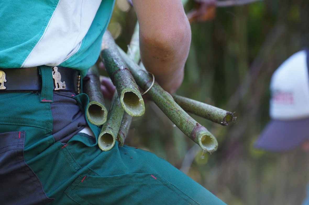 Der Japanische Staudenknöterich ist mit seinen hohlen Stengeln ein wenig eine Mo...