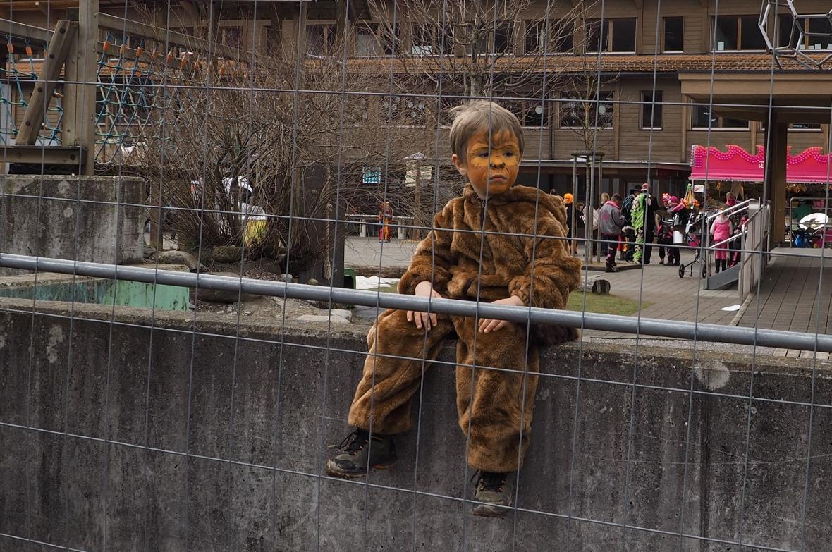Der Löwe ist zu Glück hinter dem Gitter.