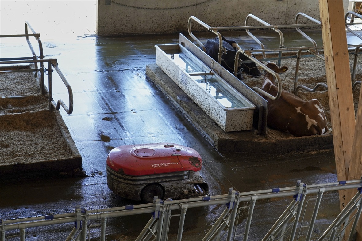 Der Mistroboter auf Einsatzfahrt im Stall.