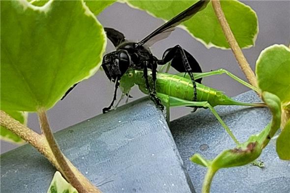 Der Stahlblaue Grillenjäger mit seiner grünen Beute – gesichtet in Erlenbach.