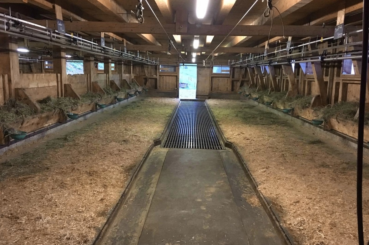 Der Stall auf der Alp Gandlauenen entspricht den gesetzlich vorgeschriebenen Mindestanforderungen des Tierschutzgesetzes um wenige Zentimer nicht mehr.