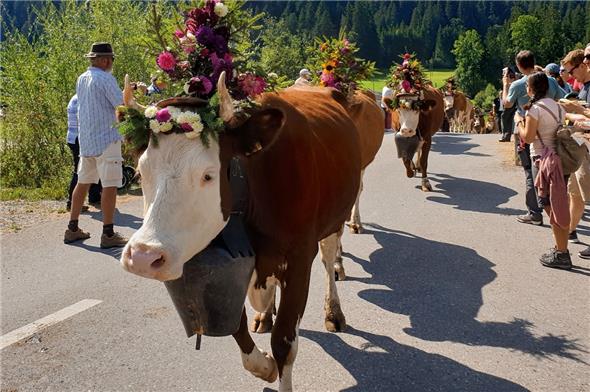 Der Weg war von Schaulustigen gesäumt, hier die Kühe von der Alp Flösch.