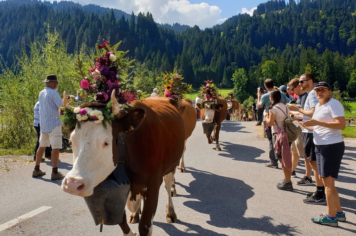 Der Weg war von Schaulustigen gesäumt, hier die Kühe von der Alp Flösch.