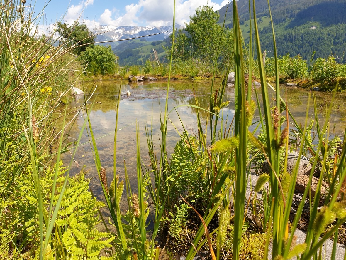 Der Weiher in Weissenburg-Berg beherbergt Mölche, Erdkröten, Wasserfrösche und s...