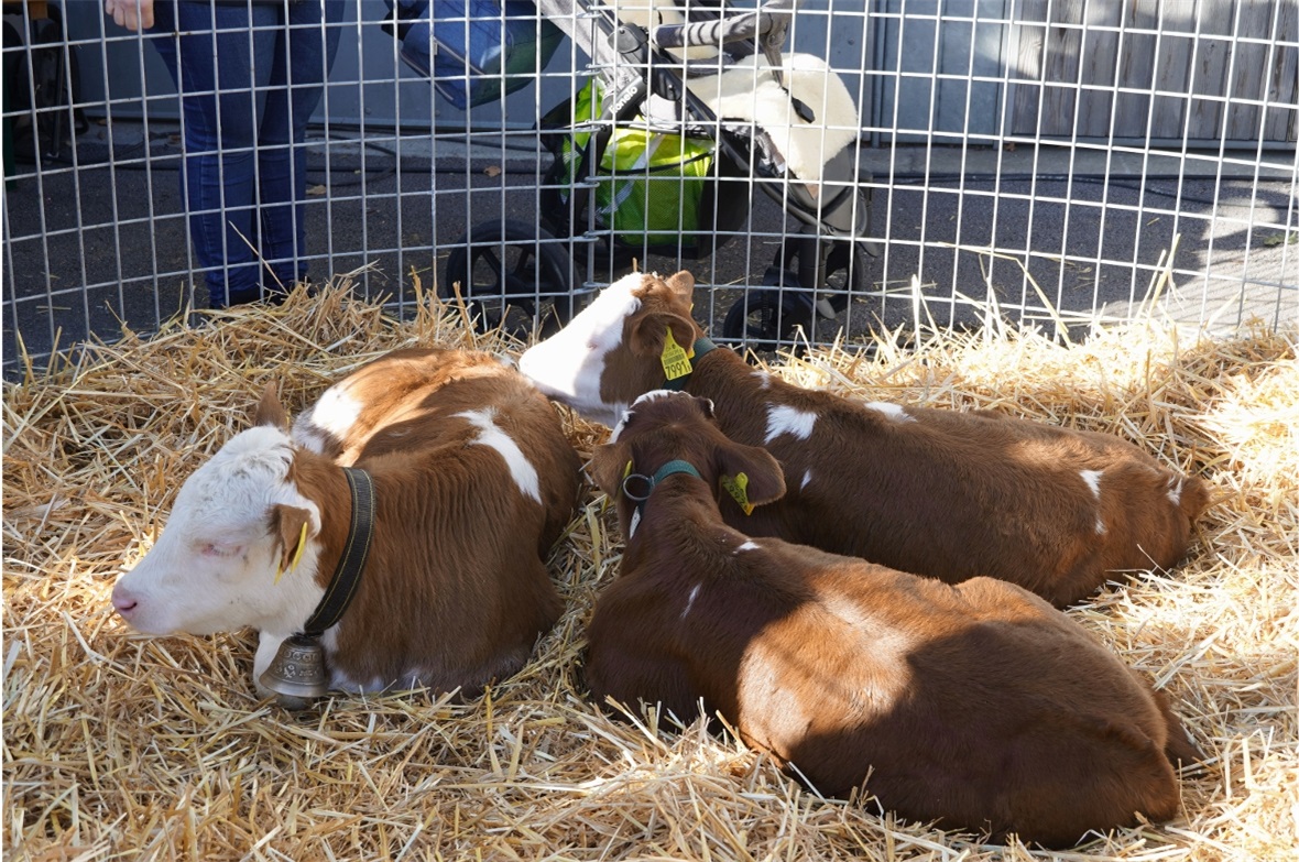Der Wettbewerbsgewinn, das Kuhkalb Lena, lag friedlich im Stroh, in Gesellschaft...