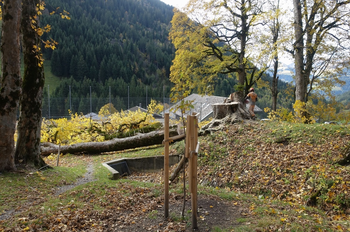 Der alte und kranke Bergahorn ist gefällt – im Mai wurde durch Revierförster Rol...