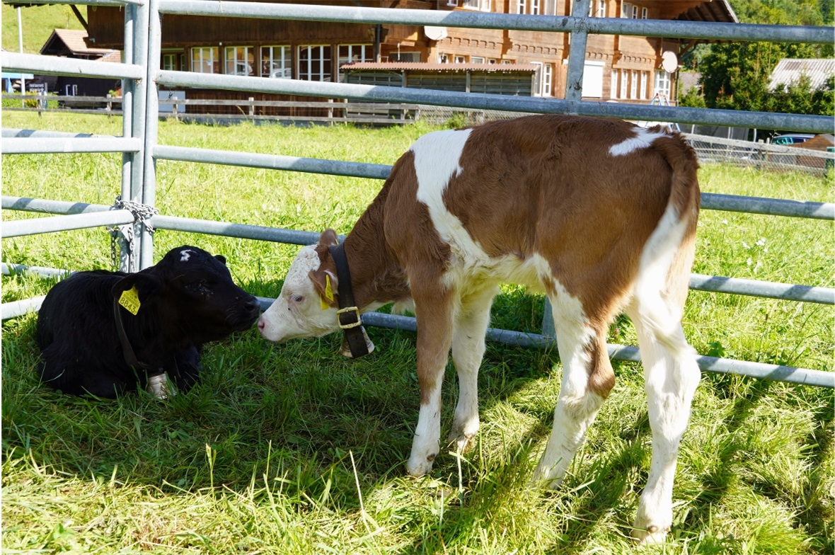 Der erste Tombola-Preis, das Kuhkalb Wolker Tina von Severin Küng aus Därstetten...