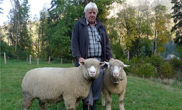 Der stolze Züchter mit Miss OSI Sania (links) und Junior-Miss Luana (rechts). Ausgeglichenes Wollkleid, saubere Rückenlinie, schön gedeckter Kopf und ein kräftiges Fundament – die neuen Missen erfüllen alle Anforderungen an ein Weisses Alpenschaf.