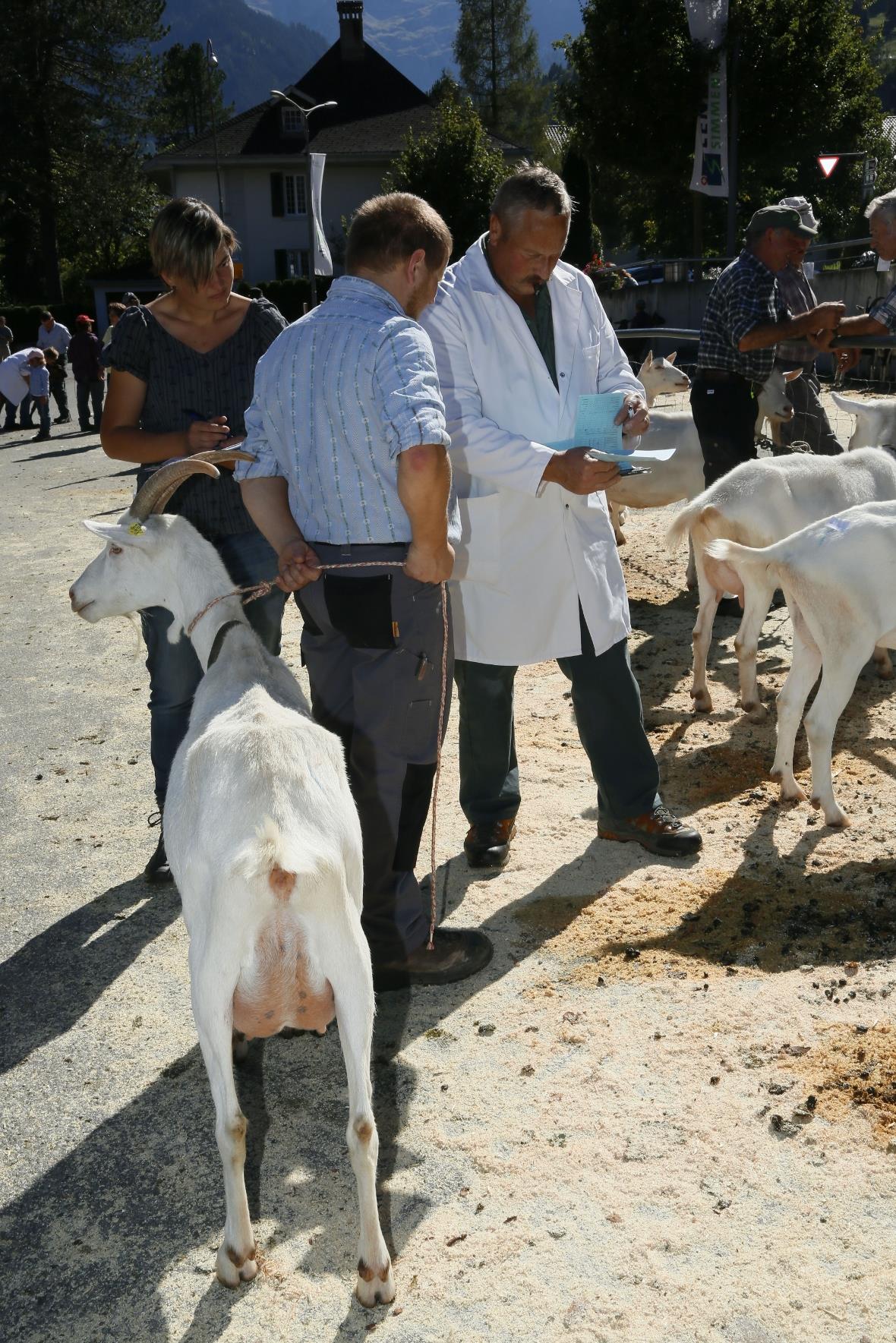 Der strenge Blick des Experten und das bange Warten des Besitzers