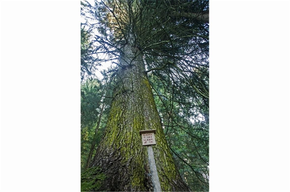 Die 10 geschützten Weisstannen sind zwischen 250 und 300 Jahre alt, haben eine Höhe von über 50 Metern und stehen auf Boden der Bäuerten Boltigen und Simmenegg.