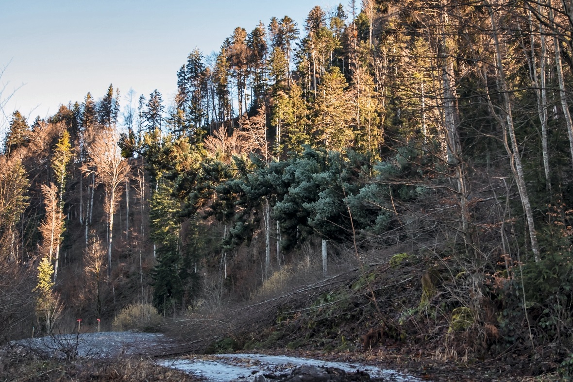Die 35 Meter hohe Tanne wird symbolisch als Spatenstich gefällt.