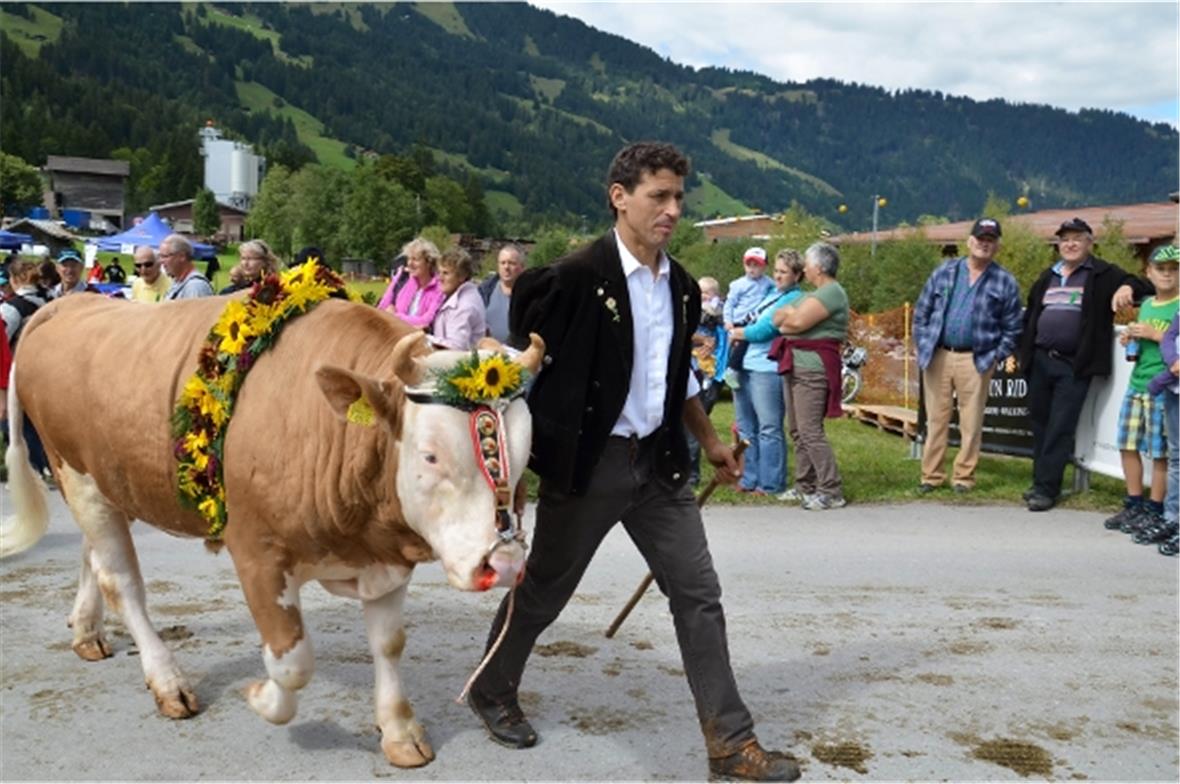 Die Älplerfamilien haben einen schönen Tag für ihre Alpabfahrten ausgelesen. Bei Eschlers vom Flösch war auch der eineinhalbjährige Stier Martin dabei.