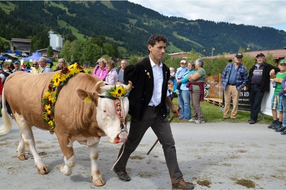Die Älplerfamilien haben einen schönen Tag für ihre Alpabfahrten ausgelesen. Bei Eschlers vom Flösch war auch der eineinhalbjährige Stier Martin dabei.
