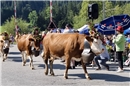 Die Alpabfahrt ist ein grosses Ereignis für Mensch und Tier. Die traditionsreich...