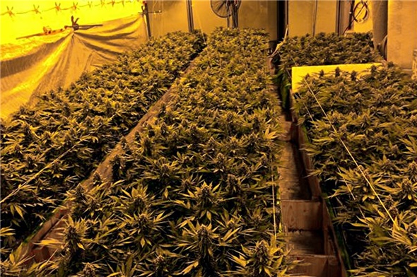 Die Anlage enthielt über 960 erntereife Hanfpflanzen.