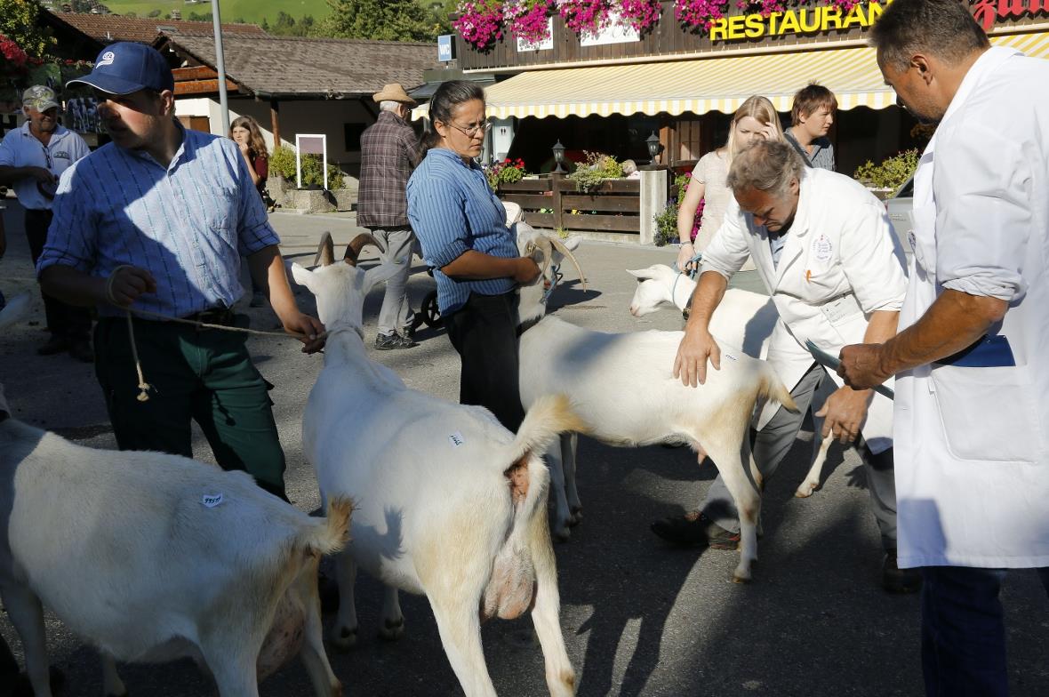 Die Beurteilung jeder Ziege durch die Experten.