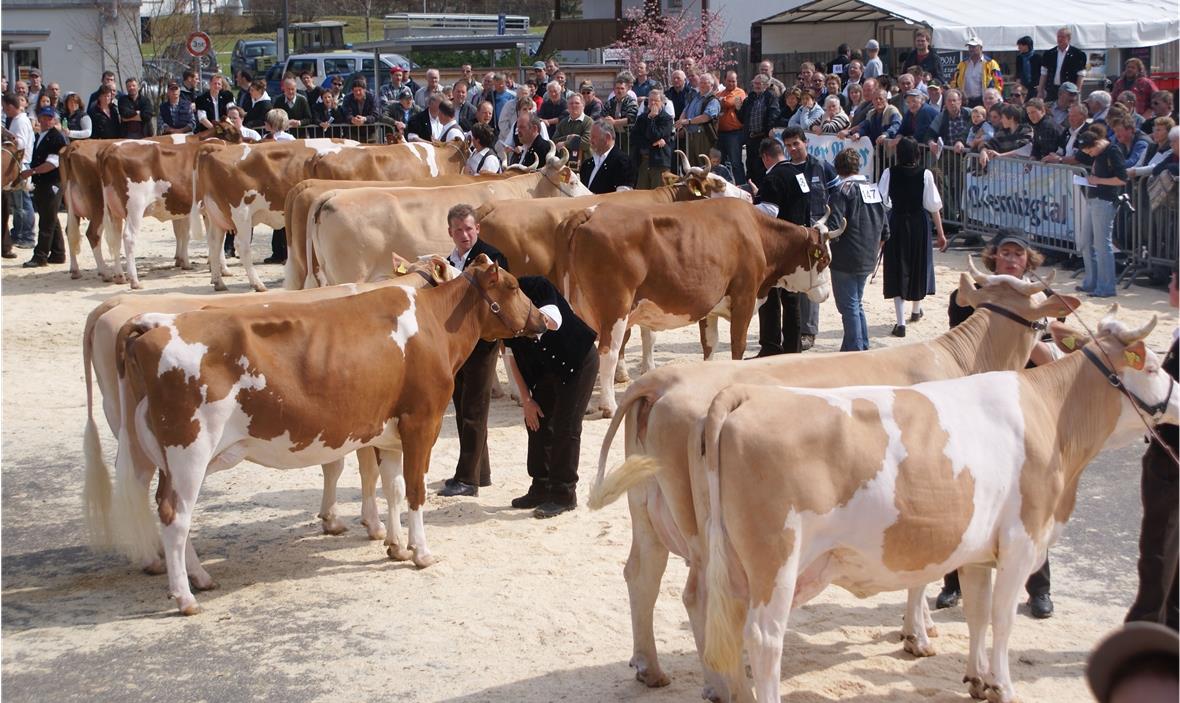 Die Finalisten im Betriebs-Cup präsentieren ihre Duos der Jury und dem fachkundigen Publikum.