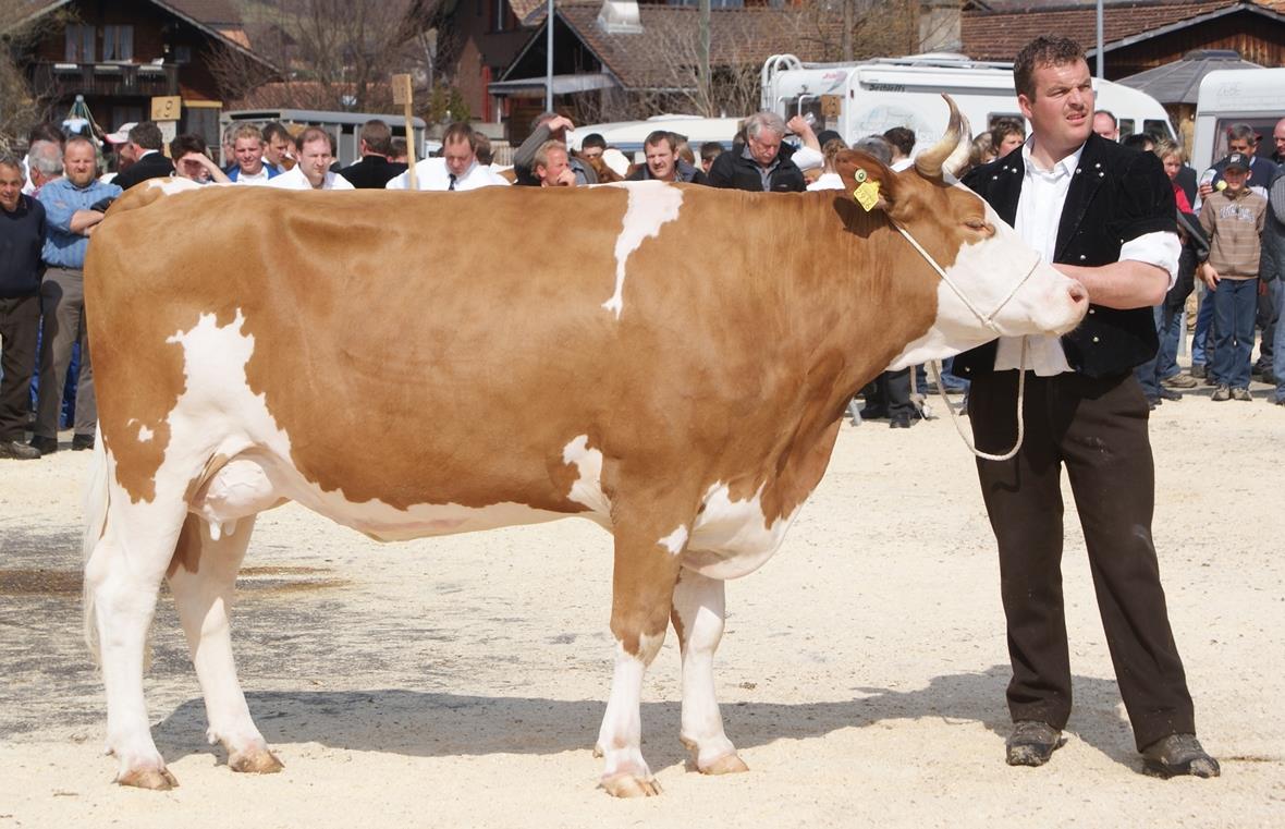 Die Finalisten im Betriebs-Cup präsentieren ihre Duos der Jury und dem fachkundigen Publikum.