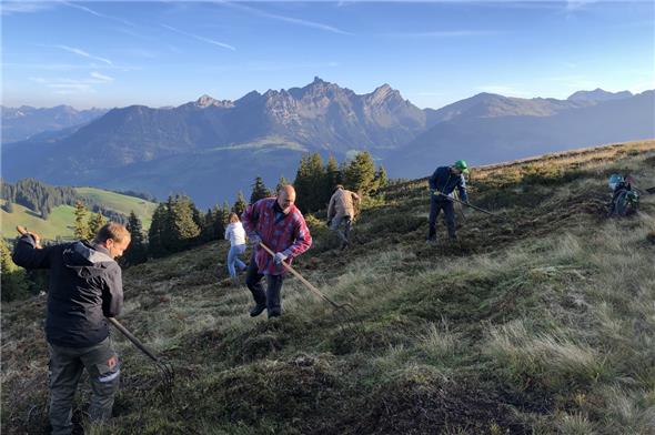 Die Freiwilligen räumten abgeschnittene Alpenrosen auf und stapelten sie zu grossen Haufen.