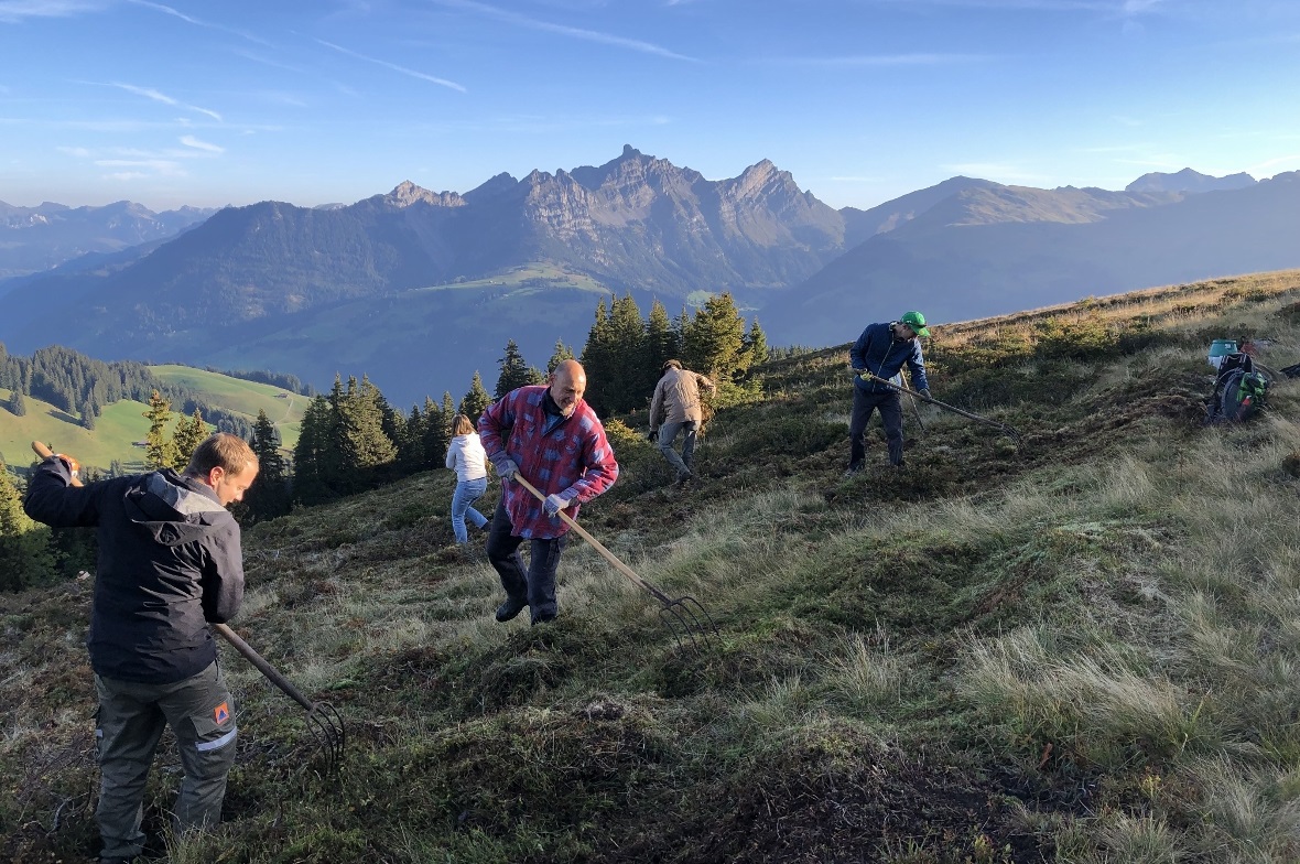 Die Freiwilligen räumten abgeschnittene Alpenrosen auf und stapelten sie zu gros...