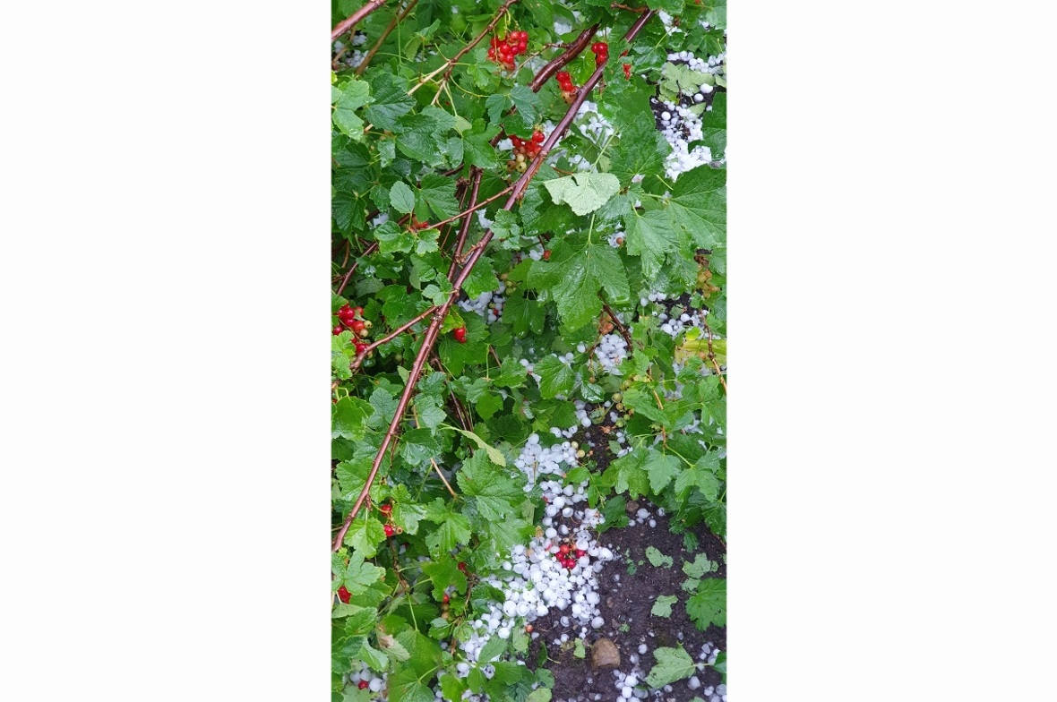 Die Hagelkörner waren zum Teil so gross wie Meertrübeli.