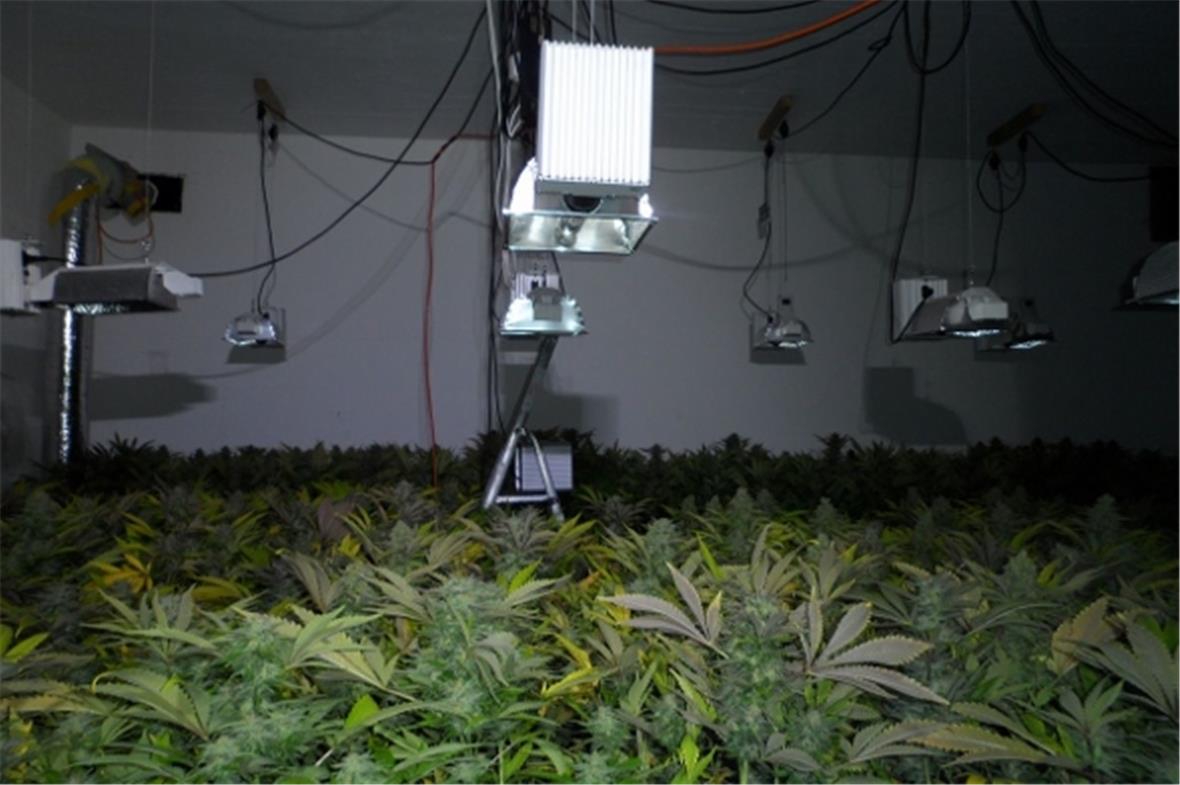 Die Hanf-Indooranlage wurde in einem Bunker in Wimmis sichergestellt.