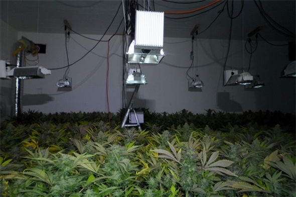 Die Hanf-Indooranlage wurde in einem Bunker in Wimmis sichergestellt.