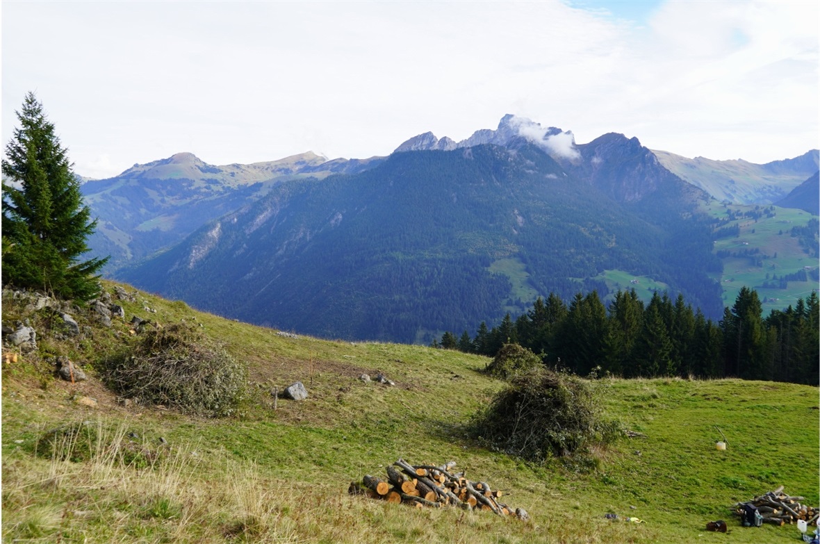 Die Haufen von geräumter Vegetation liessen sich sehen.